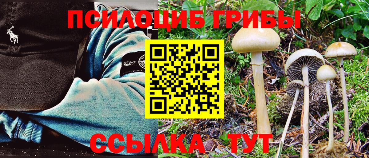 Галлюциногенные грибы Cubensis Кимры